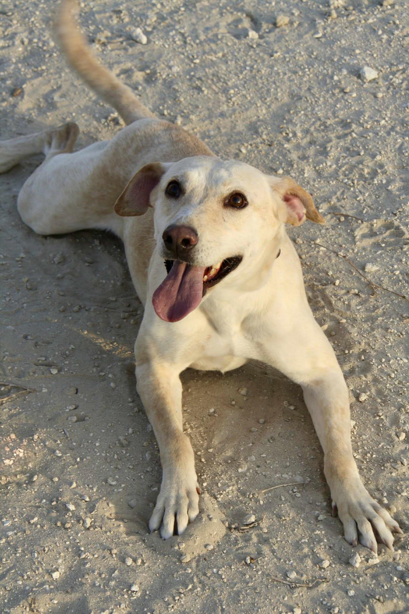 Enlarge Yunai, a ADOPTABLE mixed breed in Palos Heights, IL image 2/6