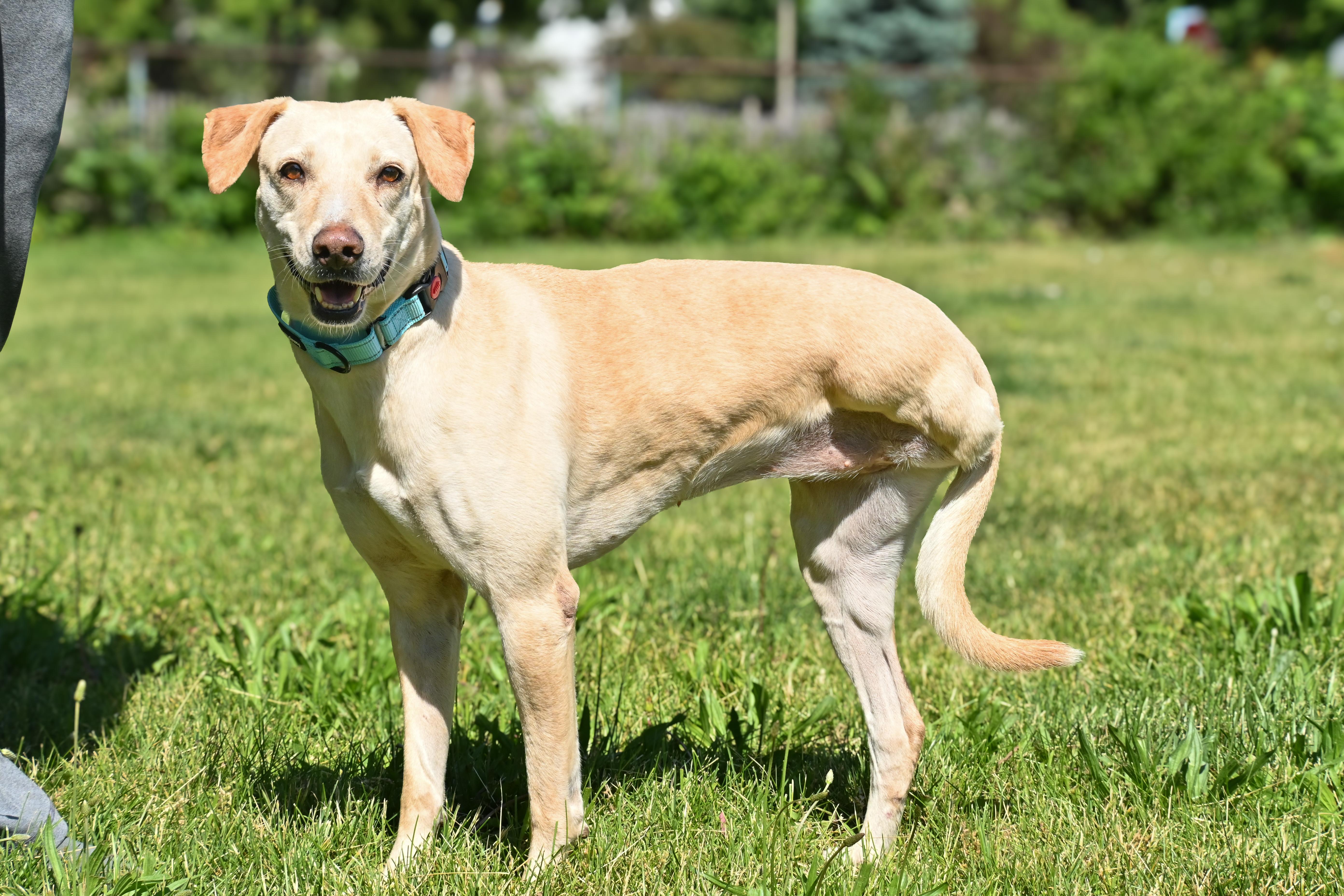 Yunai, a ADOPTABLE mixed breed in Palos Heights, IL image 3/5