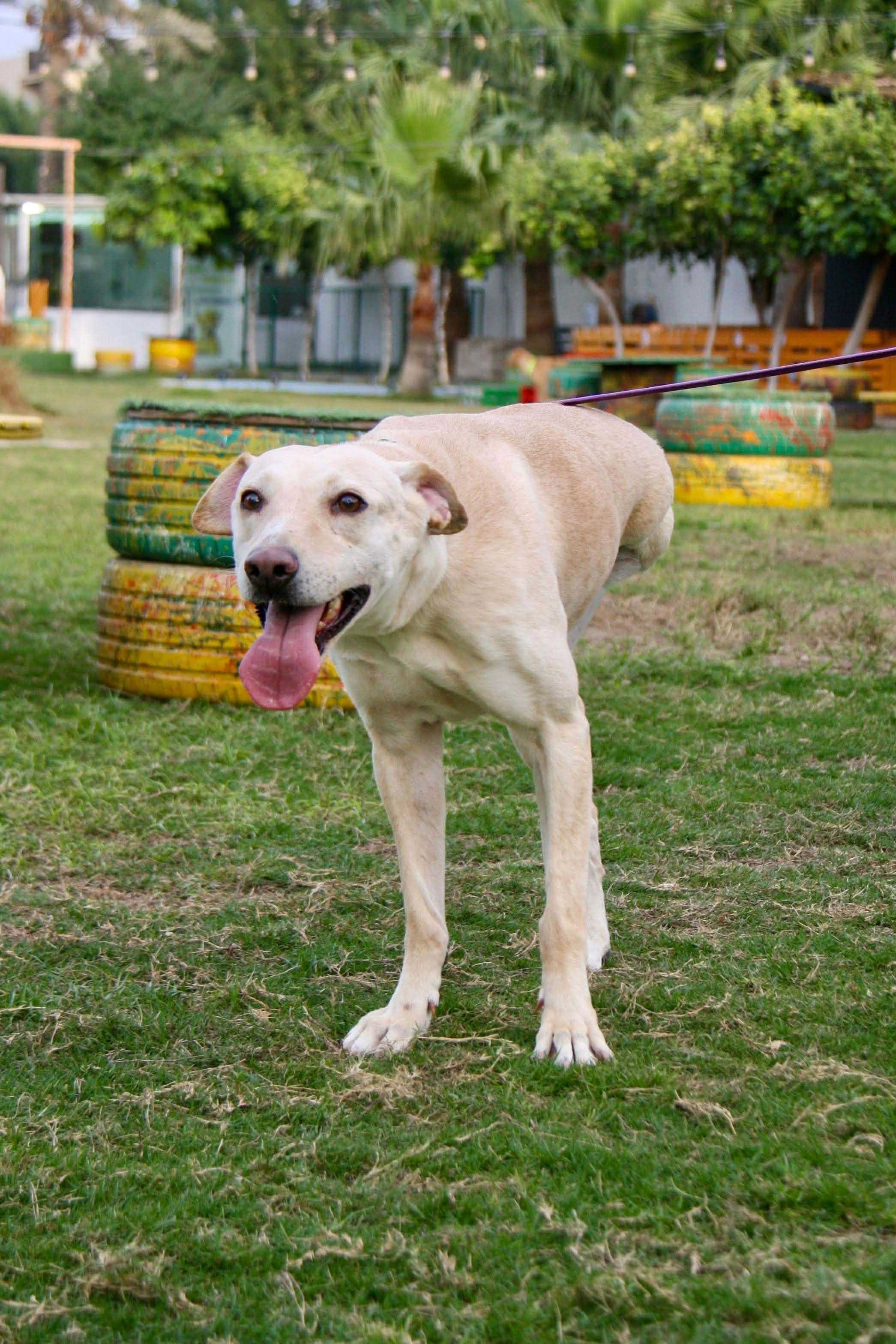 Enlarge Yunai, a ADOPTABLE mixed breed in Palos Heights, IL image 3/6