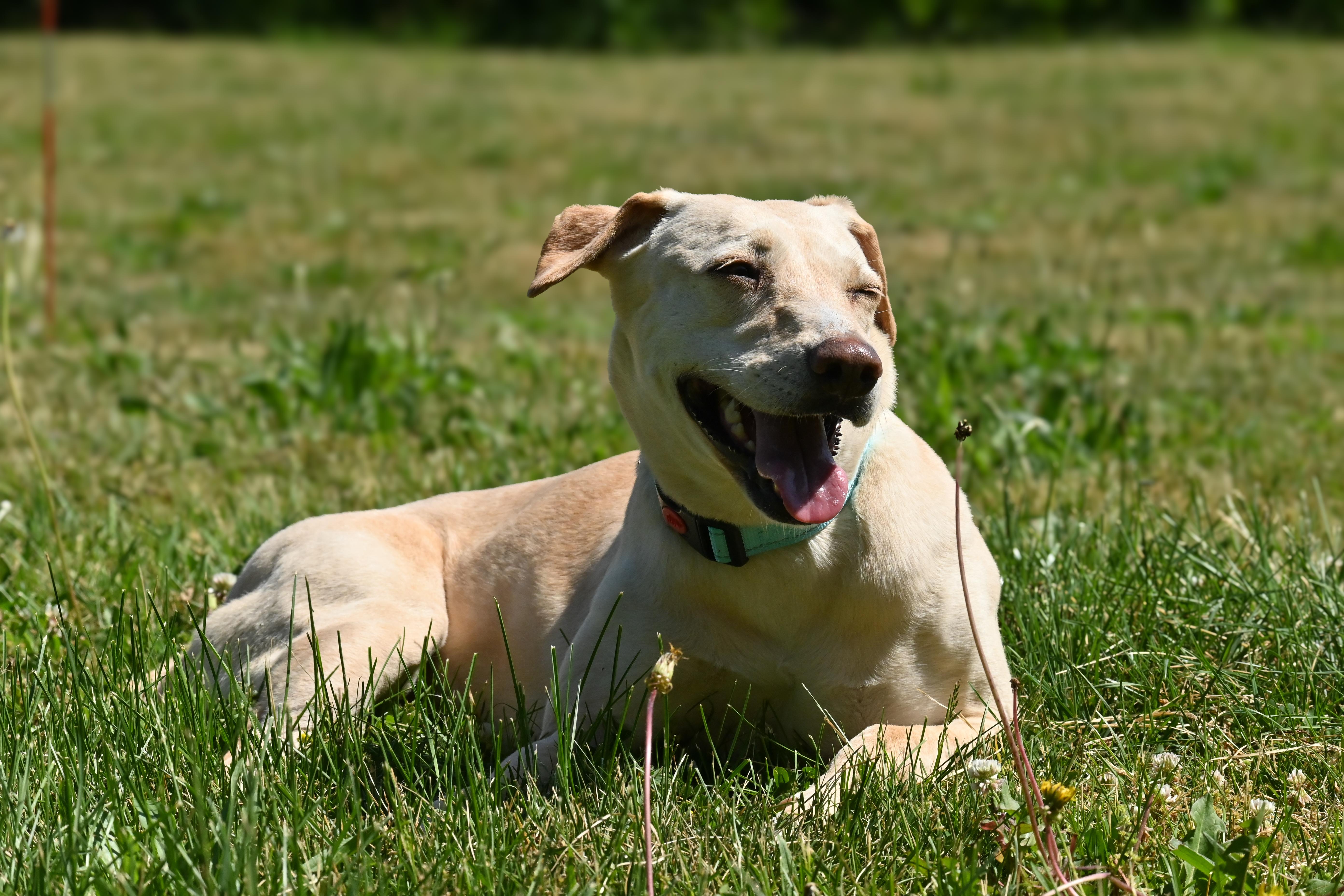 Yunai, a ADOPTABLE mixed breed in Palos Heights, IL image 5/5