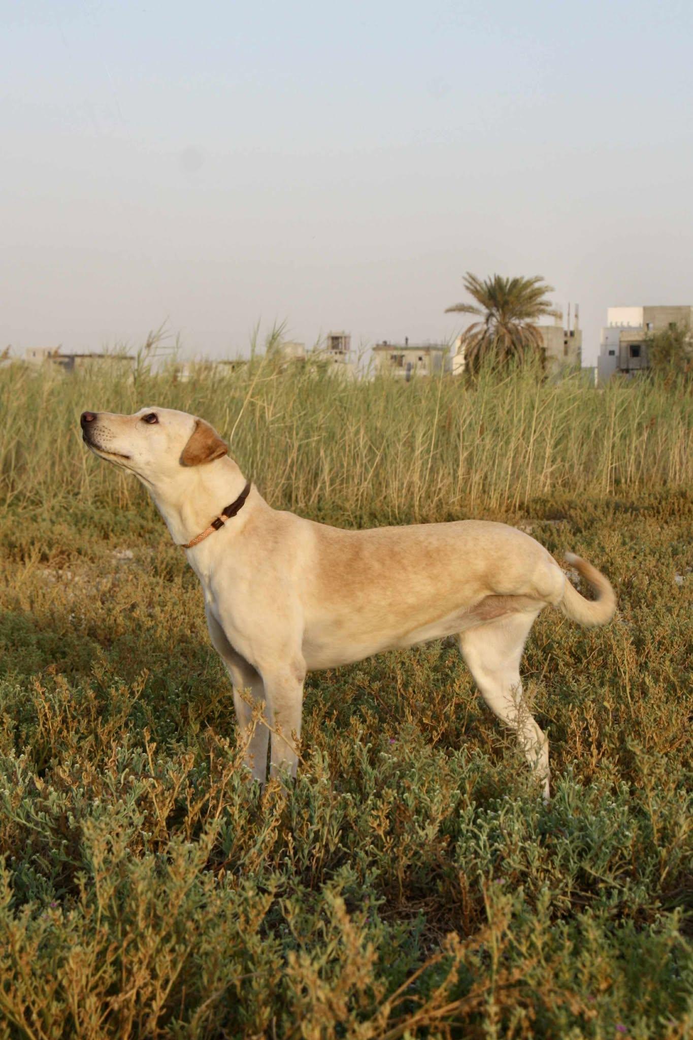Enlarge Yunai, a ADOPTABLE mixed breed in Palos Heights, IL image 4/6