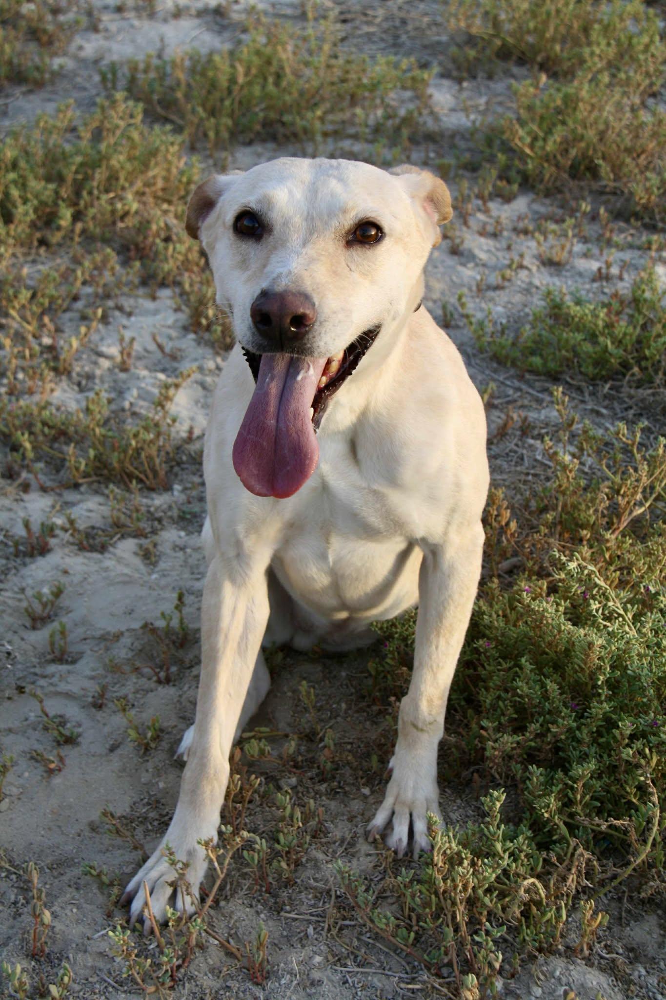 Enlarge Yunai, a ADOPTABLE mixed breed in Palos Heights, IL image 5/6