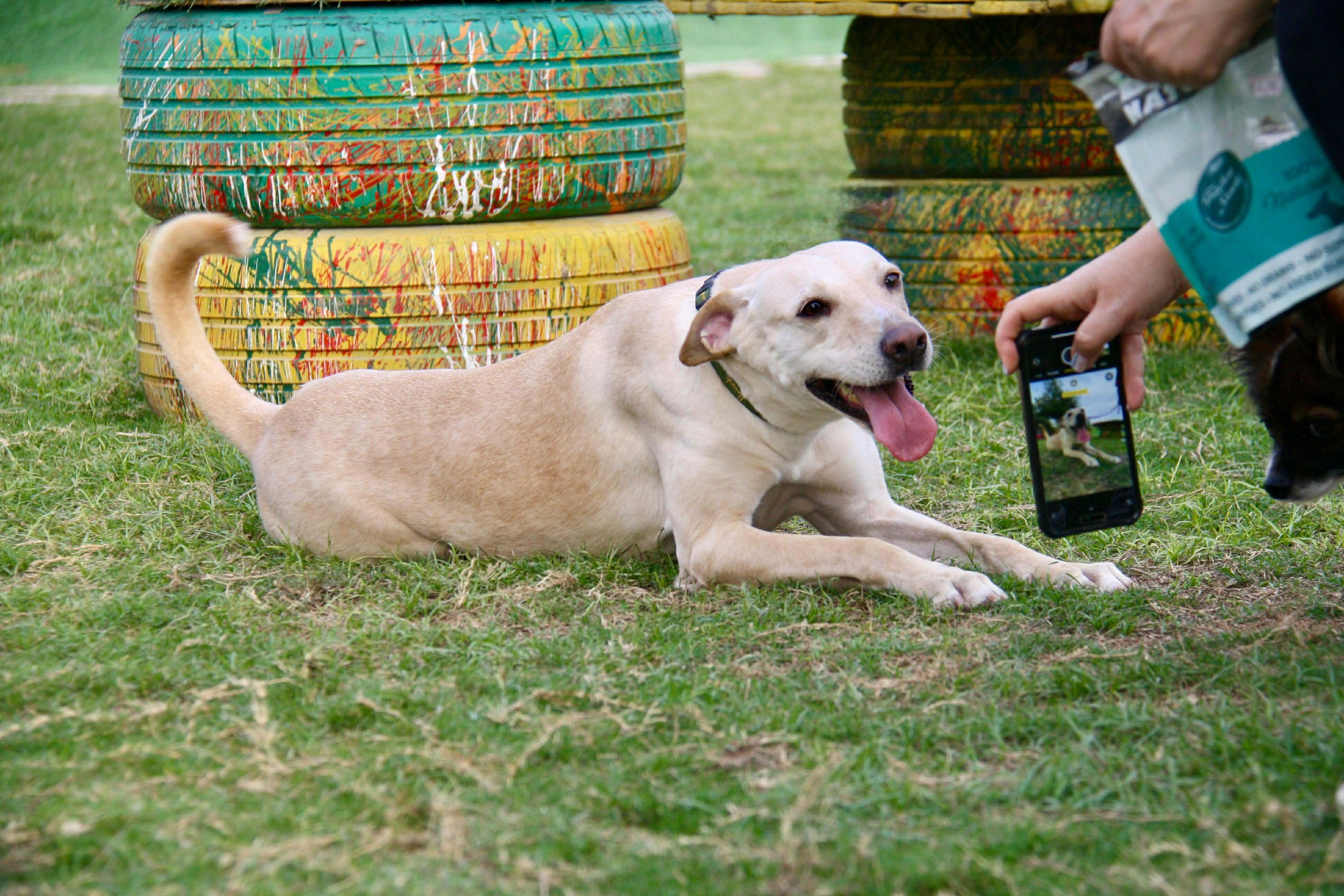 Enlarge Yunai, a ADOPTABLE mixed breed in Palos Heights, IL image 6/6
