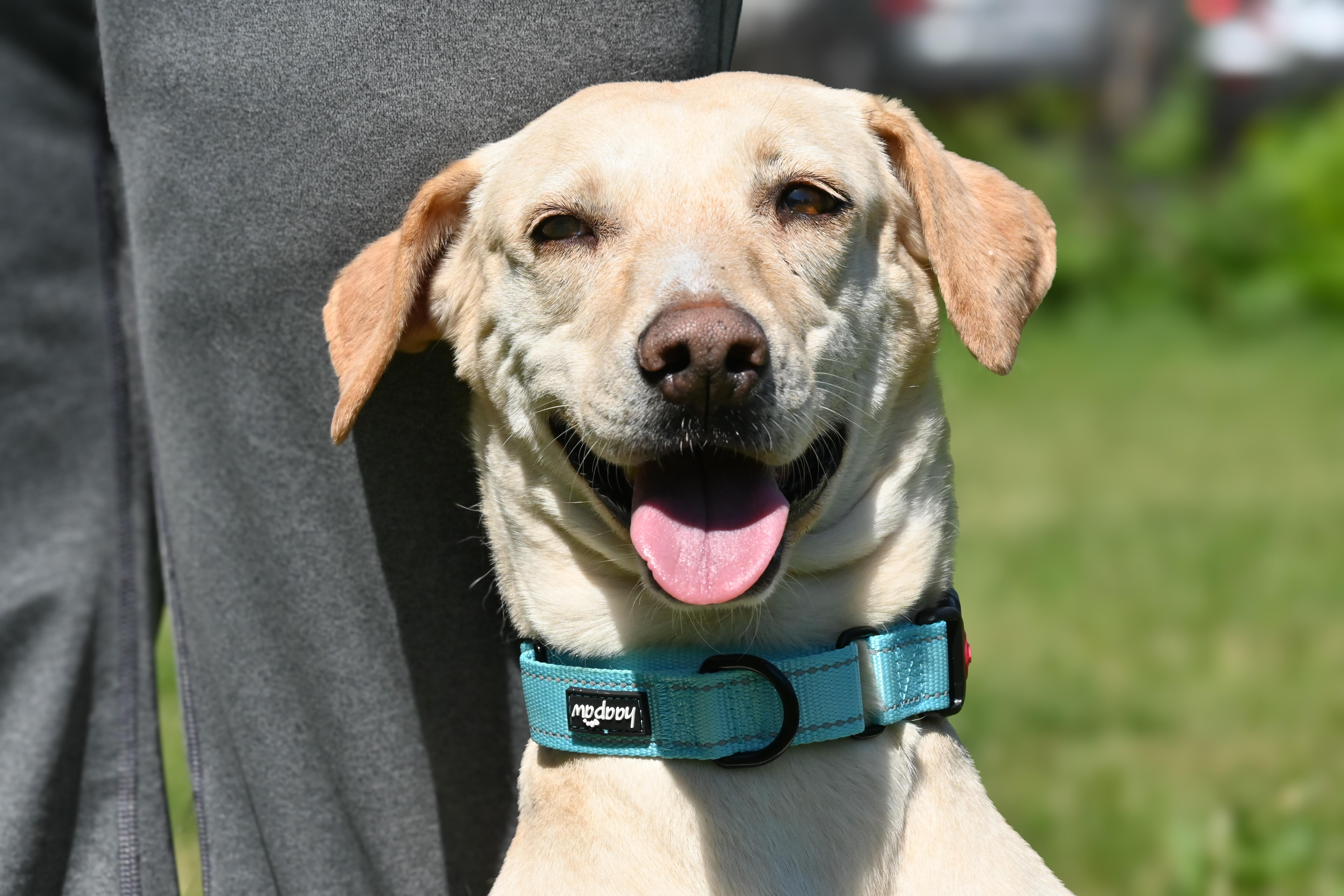 Yunai, a ADOPTABLE mixed breed in Palos Heights, IL image 4/5