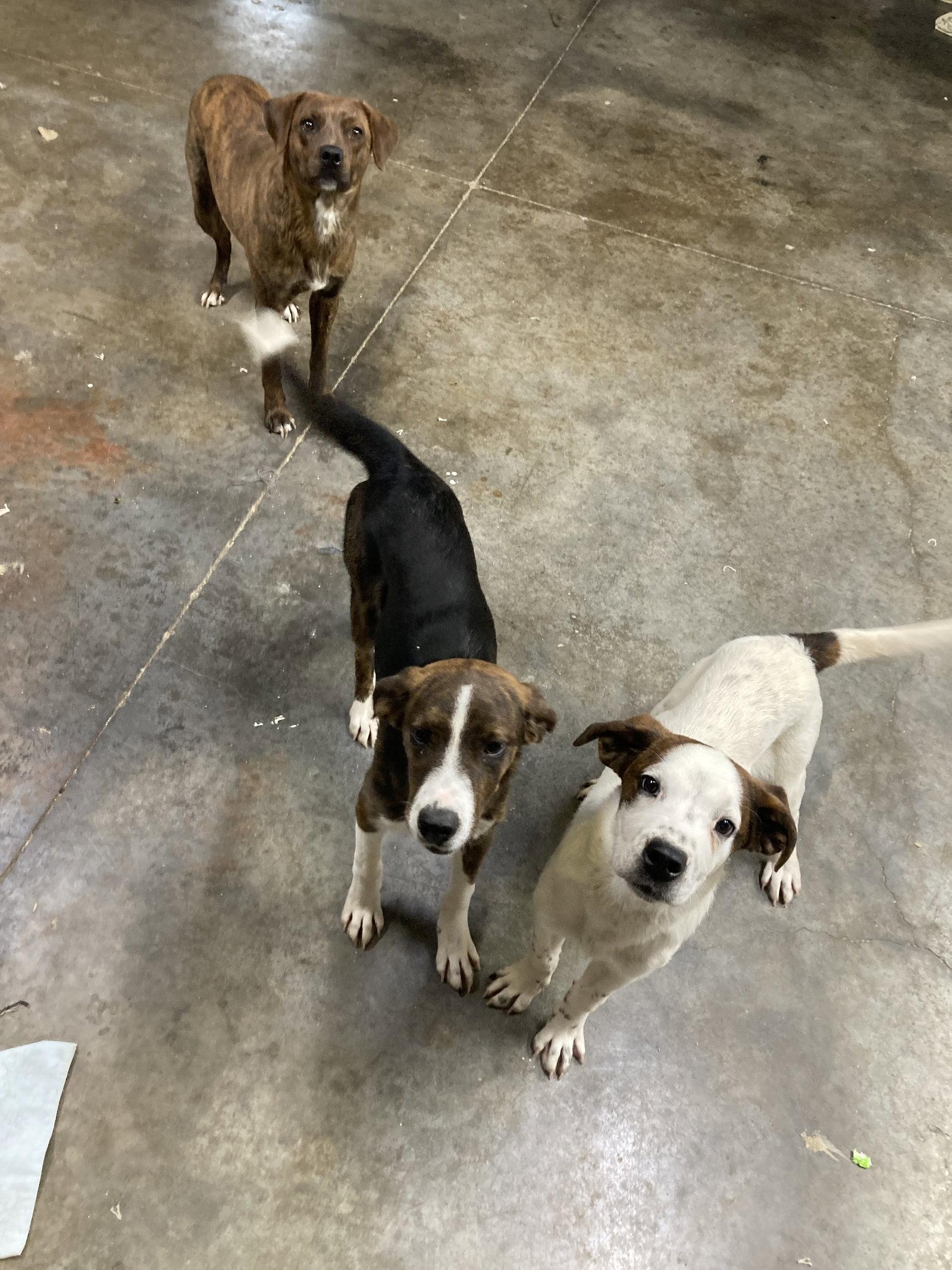 Delphi, Adoptable, Young Female Hound.