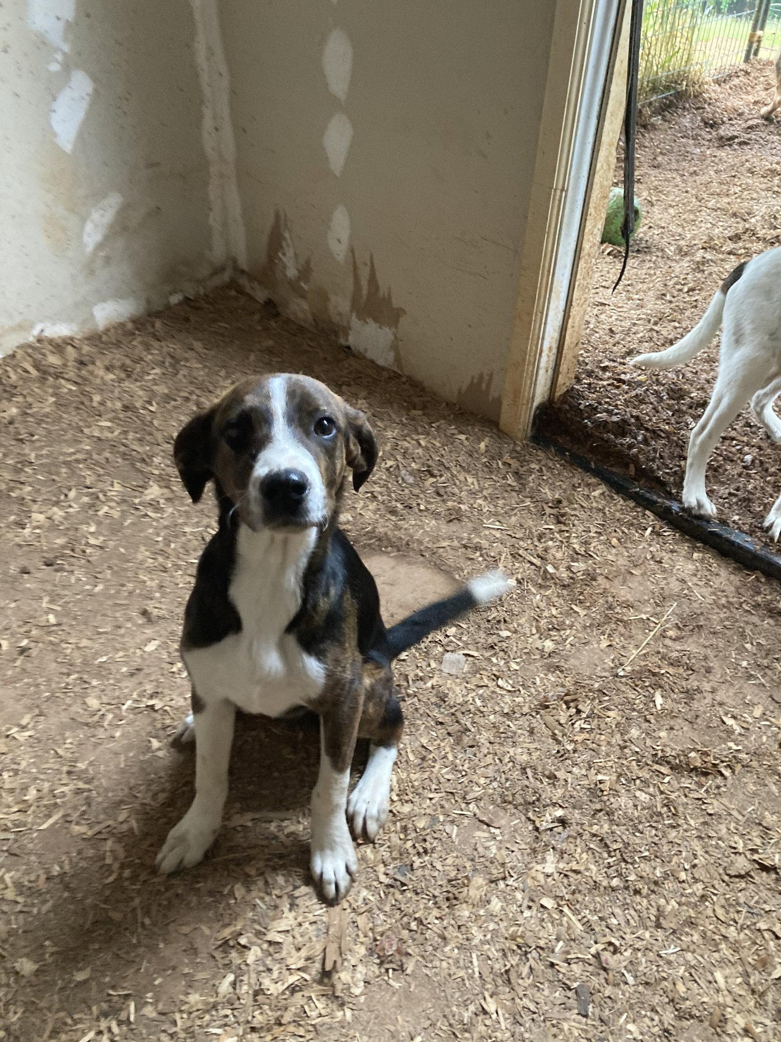 Enlarge Delphi, a Adoptable Hound in Chatham, VA image 3/3