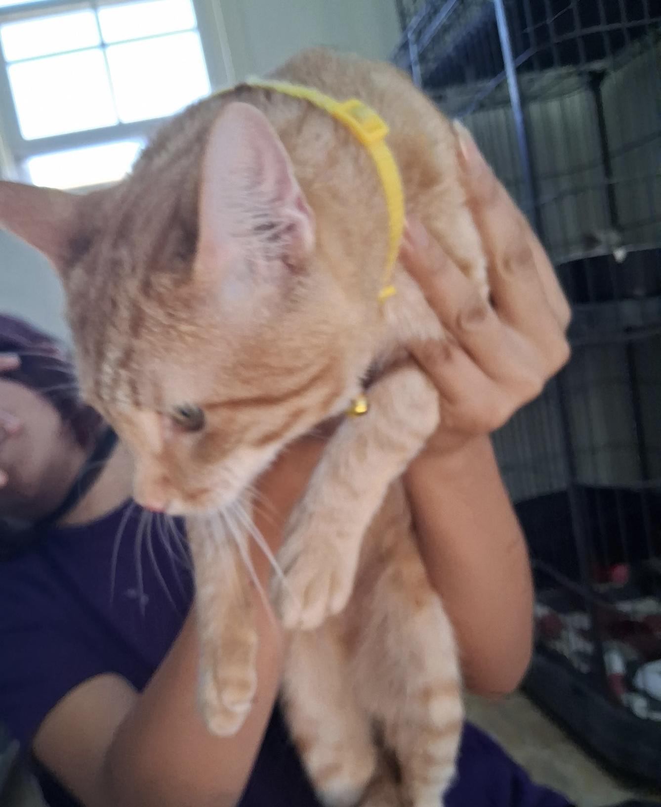 Honey, adopted, Adult Male Domestic Short Hair.