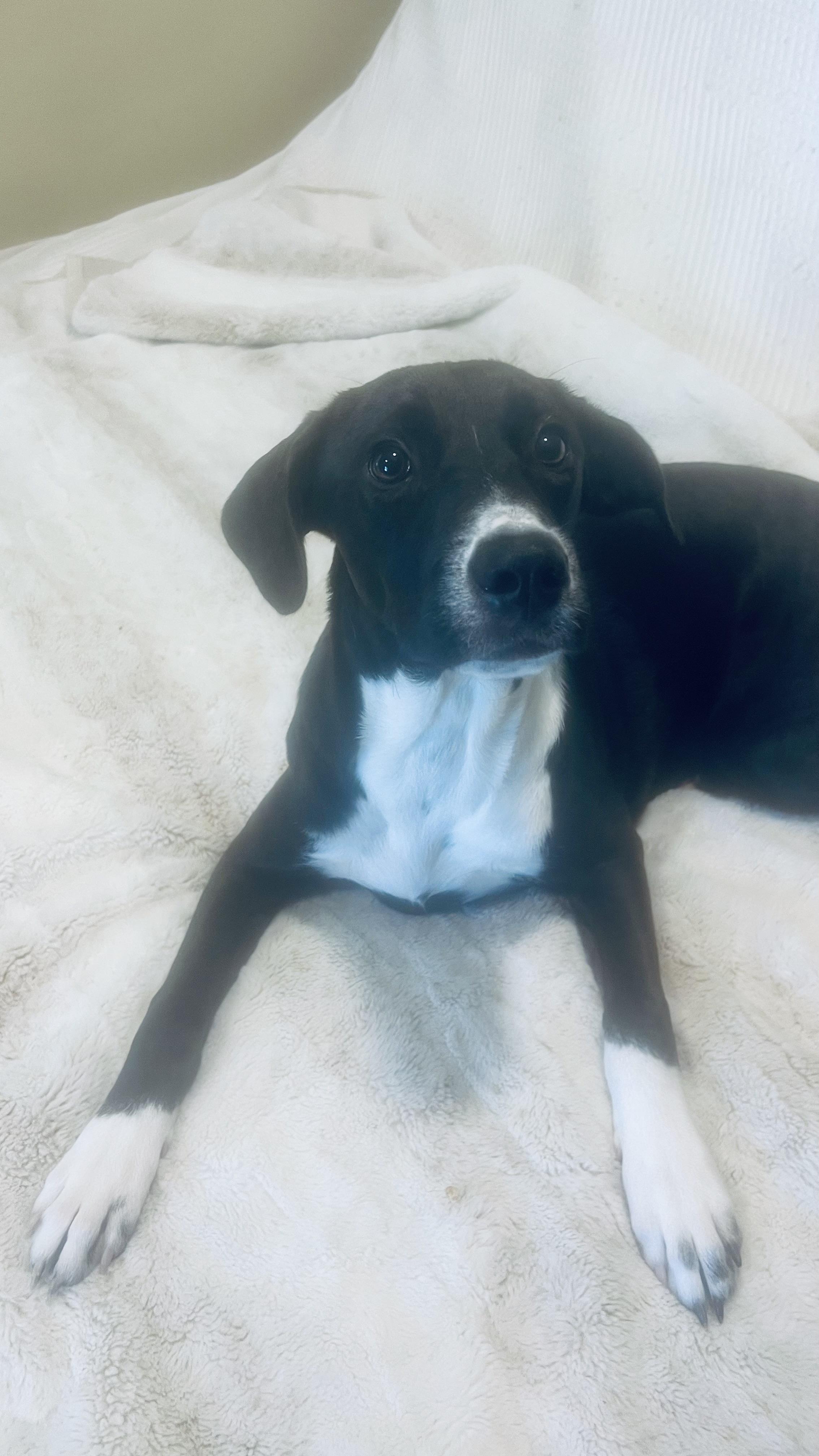 Enlarge Miss Snuggles! Sweet and docile! , a Adoptable mixed breed in Cambridge, MA image 6/6