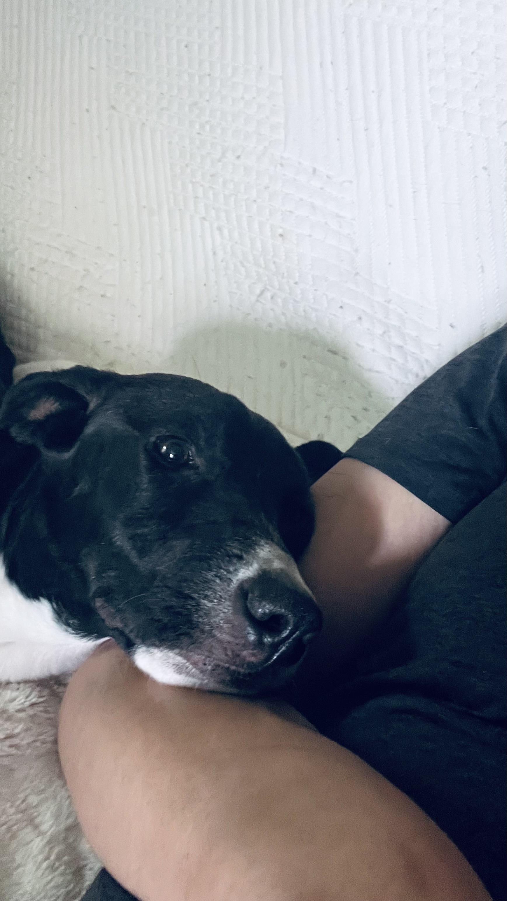 Enlarge Miss Snuggles! Sweet and docile! , a Adoptable mixed breed in Cambridge, MA image 4/6