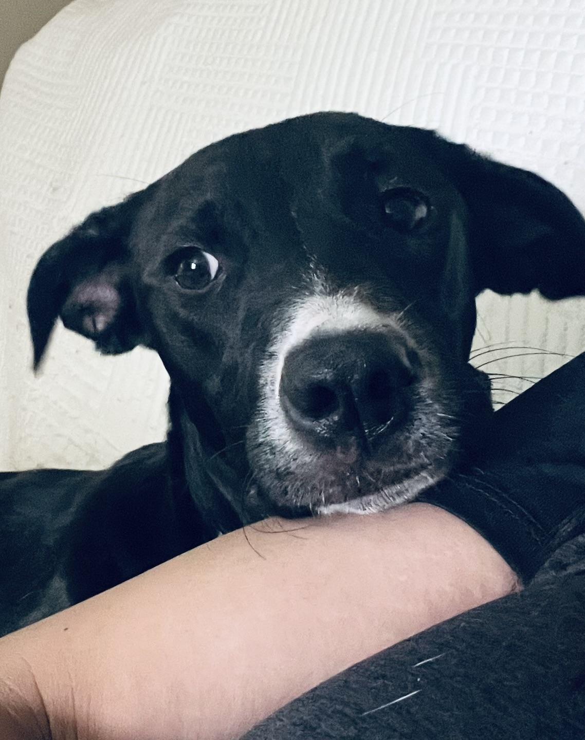 Enlarge Miss Snuggles! Sweet and docile! , a Adoptable mixed breed in Cambridge, MA image 2/6