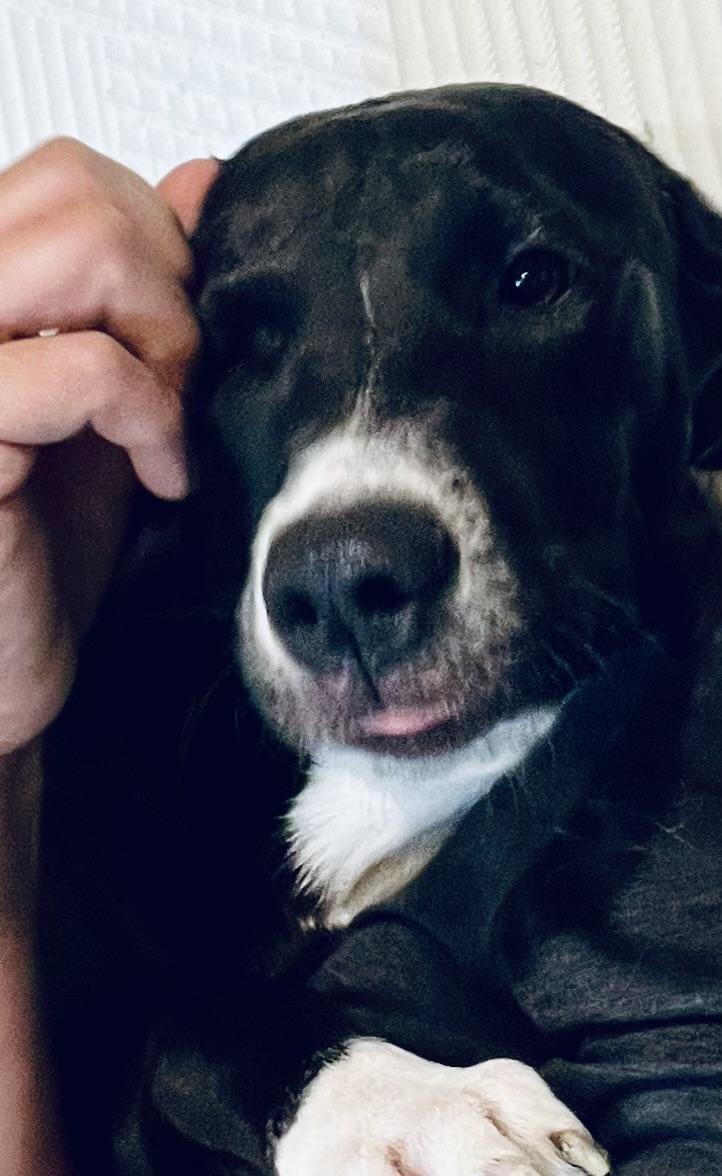 Enlarge Miss Snuggles! Sweet and docile! , a Adoptable mixed breed in Cambridge, MA image 3/6