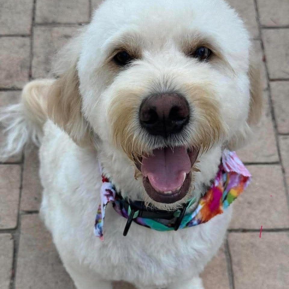 NUGGET, ADOPTABLE, Young Male Goldendoodle & Standard Poodle.