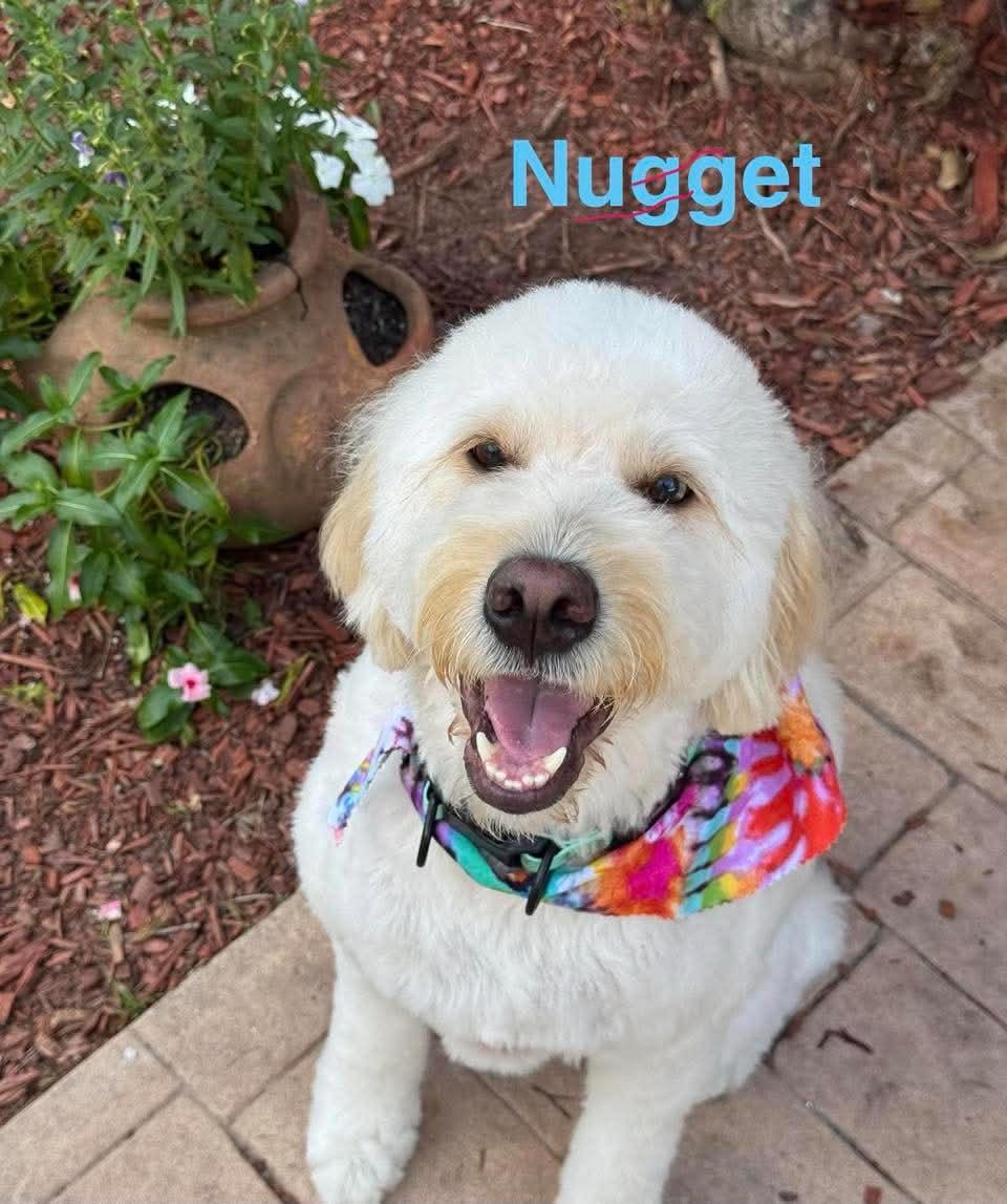 NUGGET, a ADOPTABLE mixed breed in Madisonville, LA image 6/6