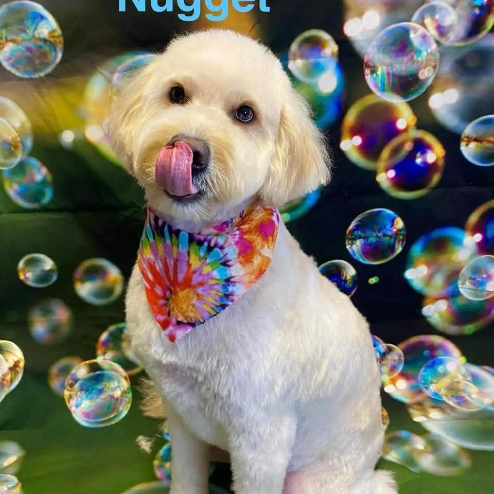 NUGGET, a ADOPTABLE mixed breed in Madisonville, LA image 2/6