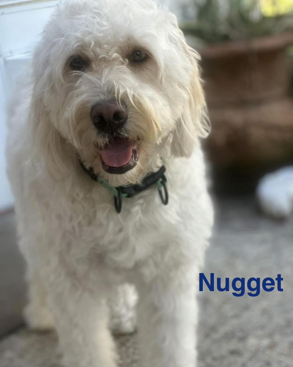 NUGGET, a ADOPTABLE mixed breed in Madisonville, LA image 5/6