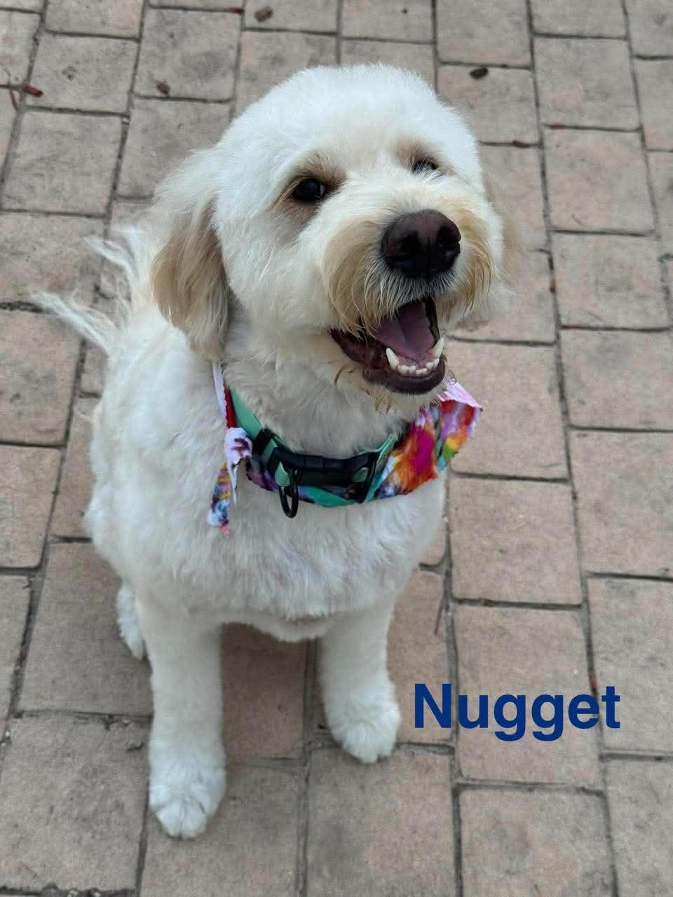 NUGGET, a ADOPTABLE mixed breed in Madisonville, LA image 3/6