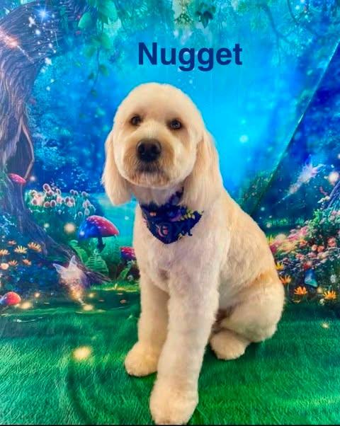 NUGGET, a ADOPTABLE mixed breed in Madisonville, LA image 4/6