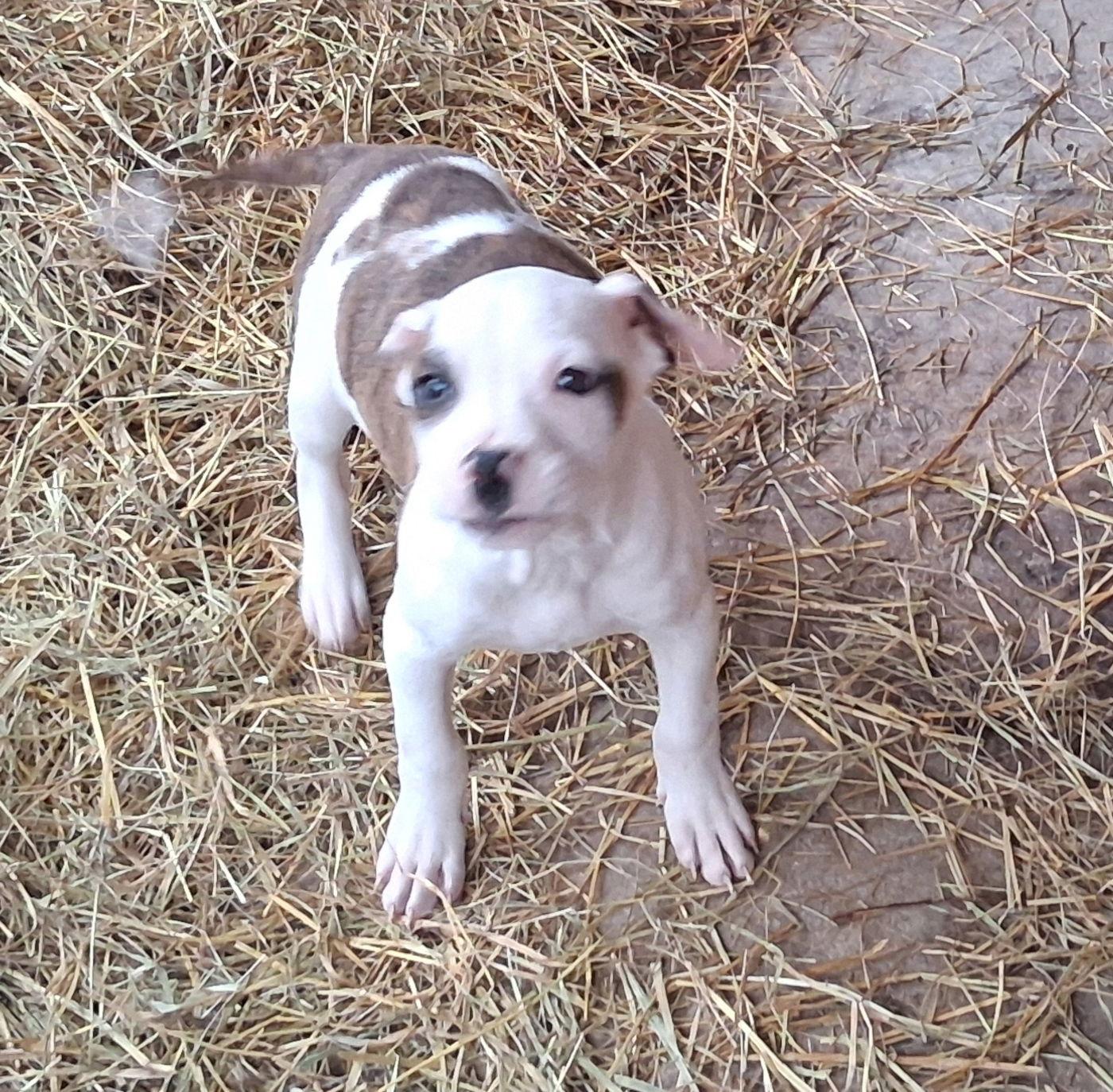 Ossie, Adoptable, Puppy Male Boxer.