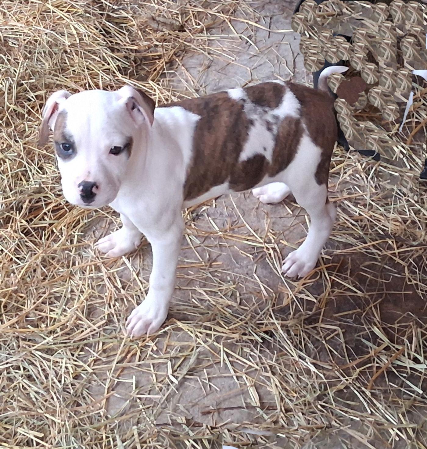 Ossie, a Adoptable Boxer in Mcconnelsville, OH image 2/3