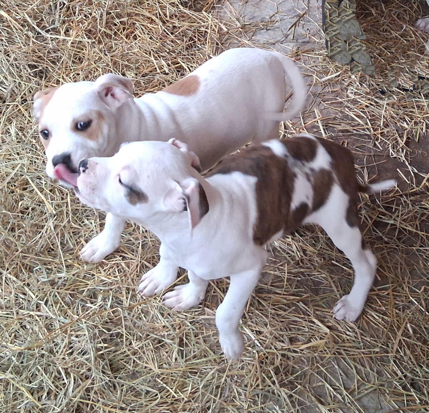 Ossie, a Adoptable Boxer in Mcconnelsville, OH image 3/3