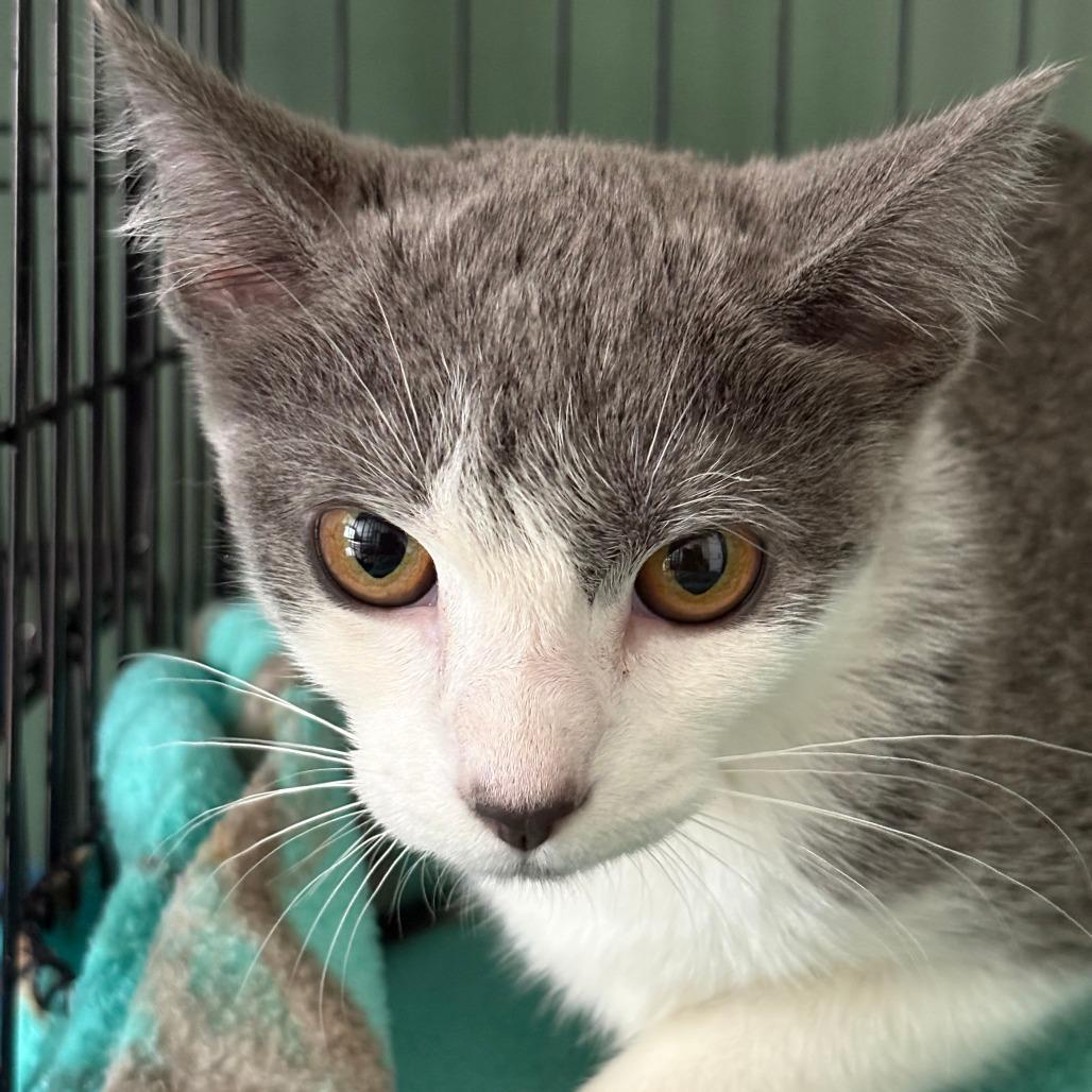 Gracie, Adoptable, Young Female Domestic Short Hair.