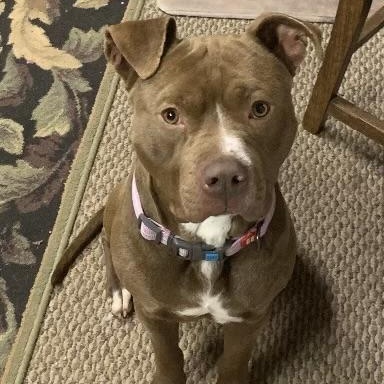 Mars, Adoptable, Adult Male Terrier.