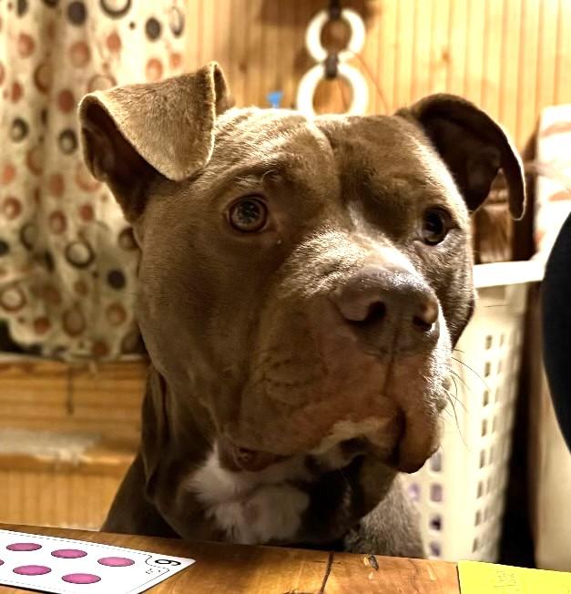 Mars, a Adoptable mixed breed in Irmo, SC image 2/3