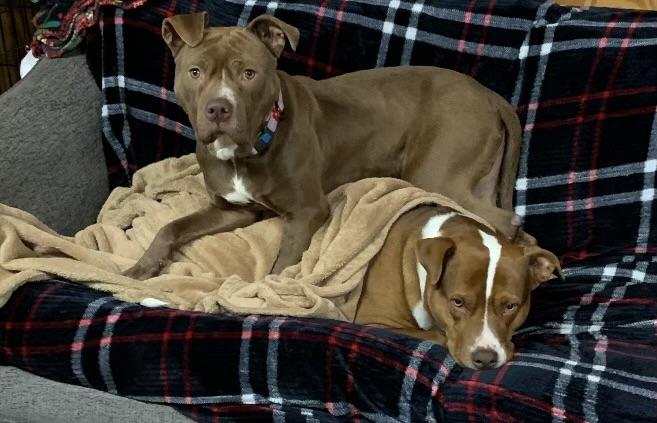 Mars, a Adoptable mixed breed in Irmo, SC image 3/3