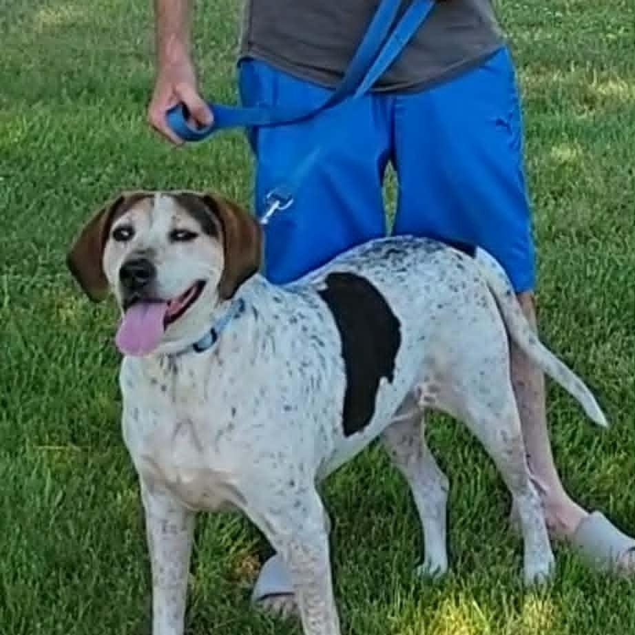 Liza Jane, Adopted, Adult Female Bluetick Coonhound.