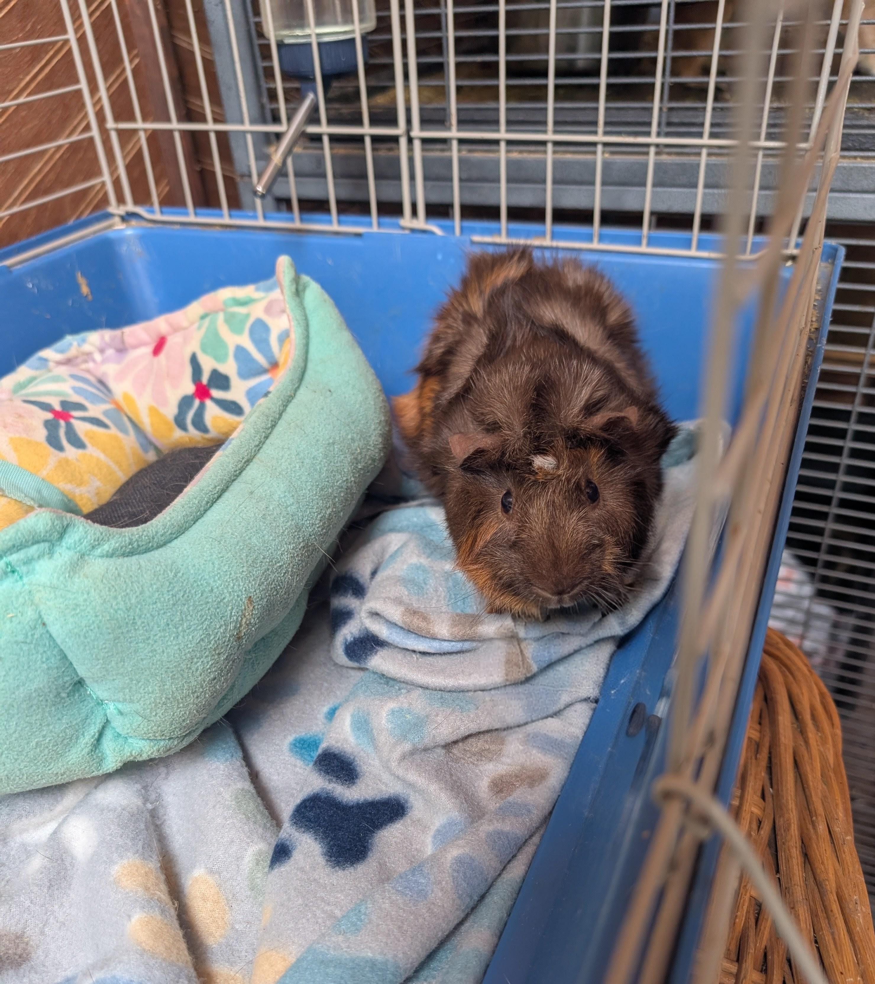 Enlarge Chuckles , a ADOPTABLE Guinea Pig in Merrill, MI image 1/4