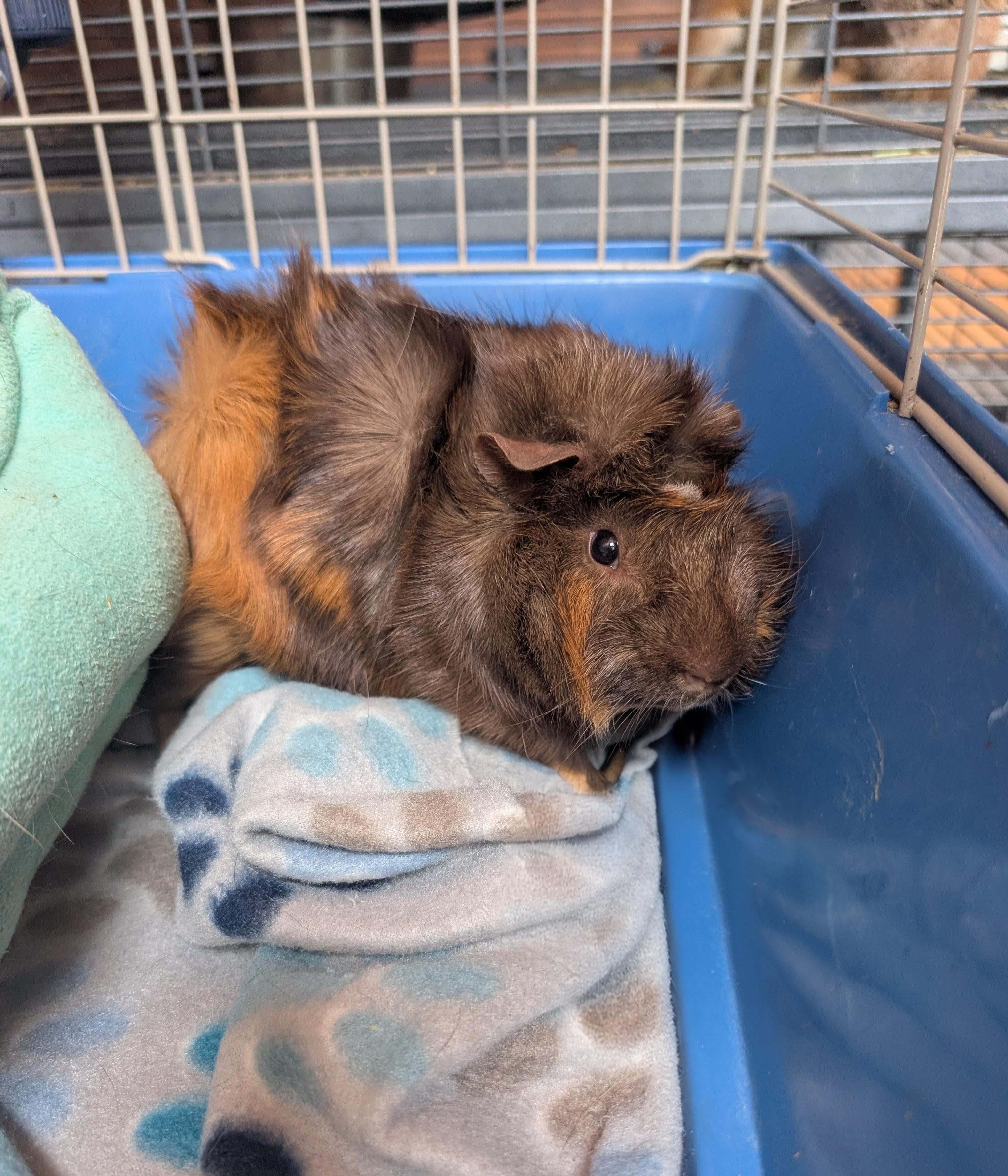 Enlarge Chuckles , a ADOPTABLE Guinea Pig in Merrill, MI image 2/4