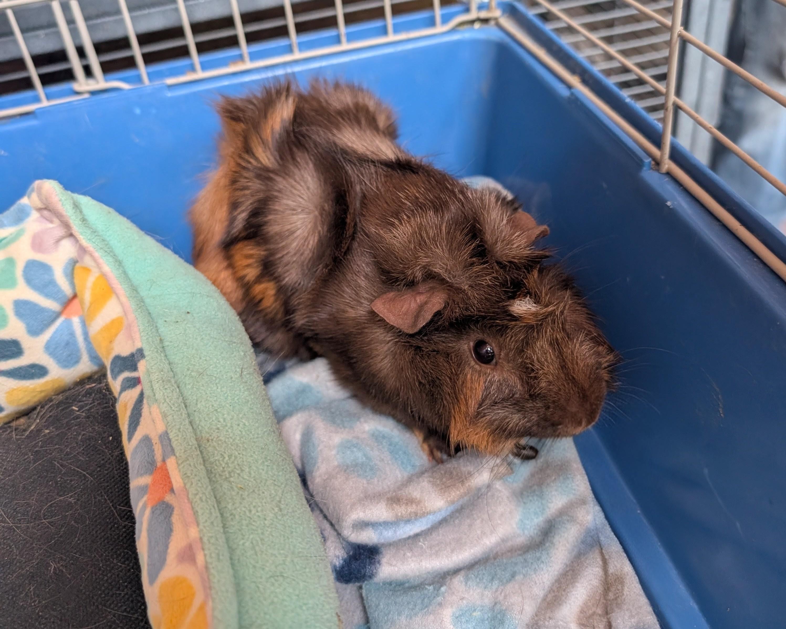 Enlarge Chuckles , a ADOPTABLE Guinea Pig in Merrill, MI image 3/4