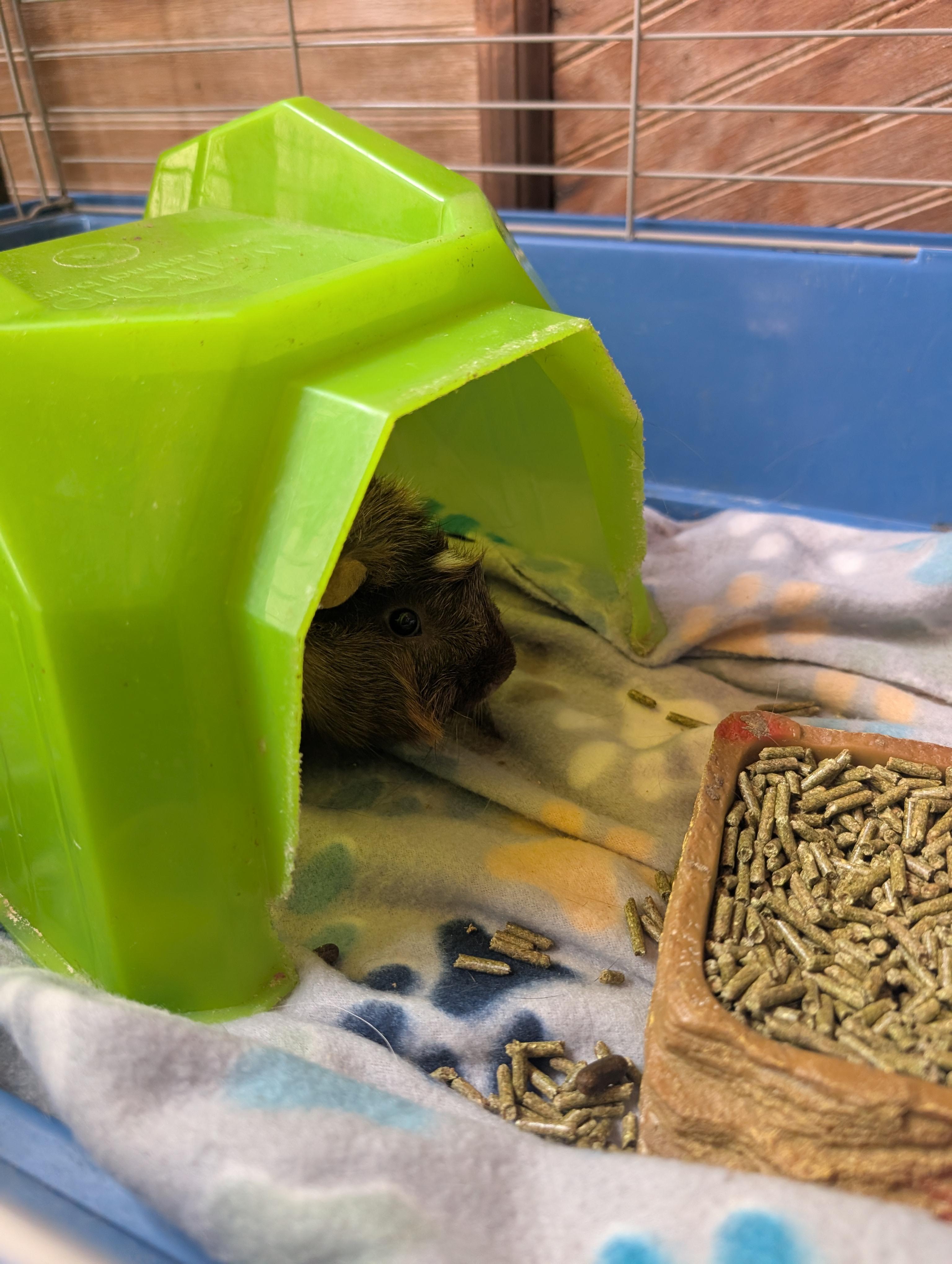 Enlarge Chuckles , a ADOPTABLE Guinea Pig in Merrill, MI image 4/4