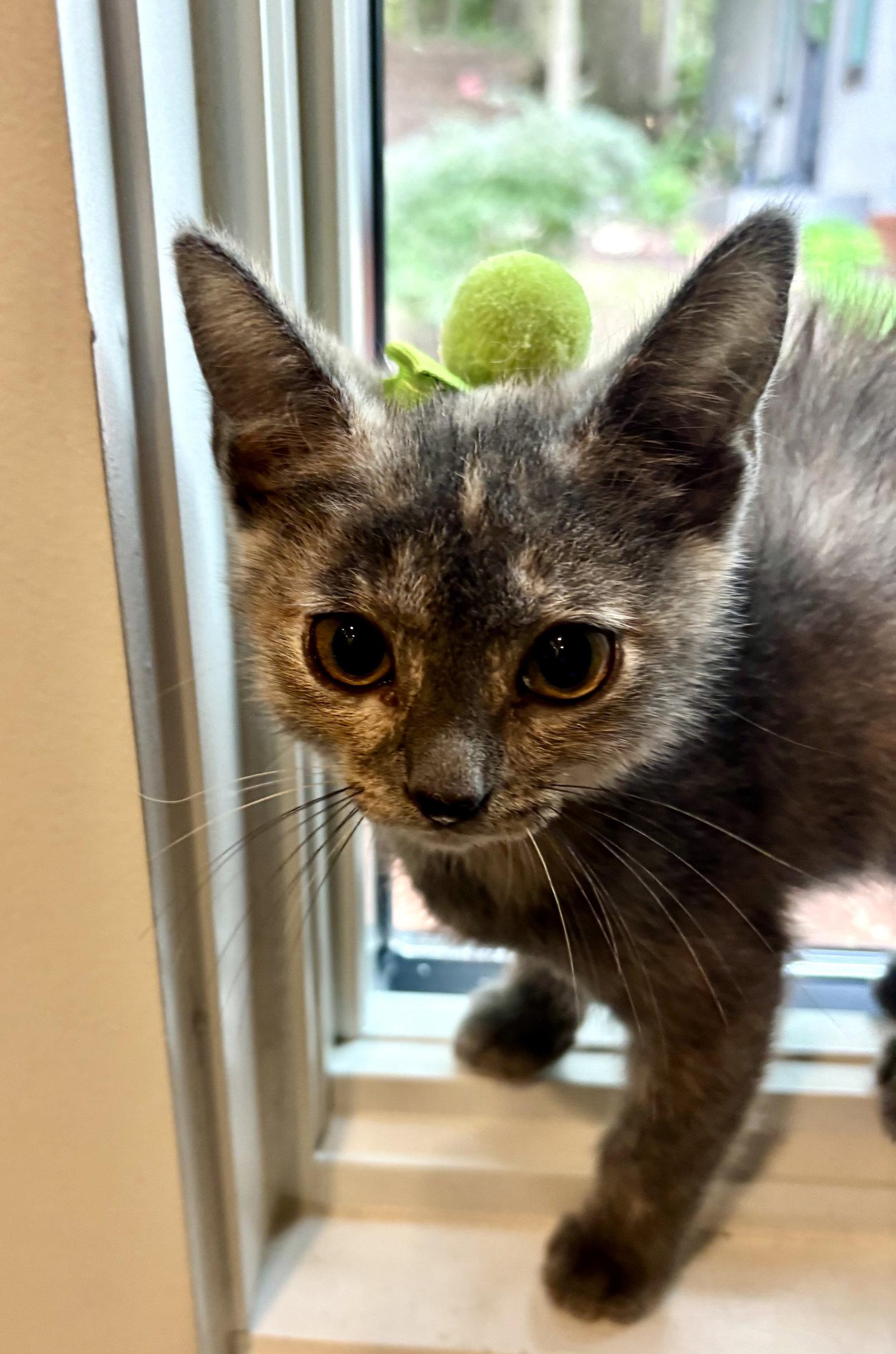 Enlarge Eleanor, a Adoptable Domestic Short Hair in King George, VA image 2/3