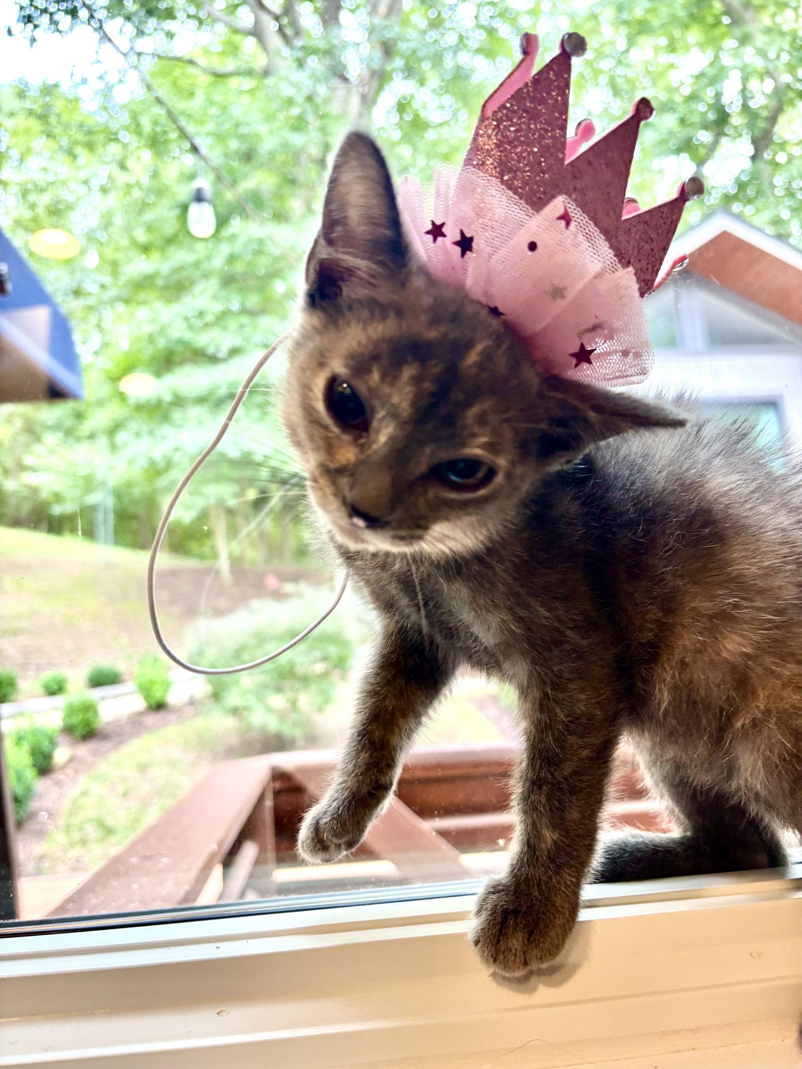 Enlarge Eleanor, a Adoptable Domestic Short Hair in King George, VA image 3/3