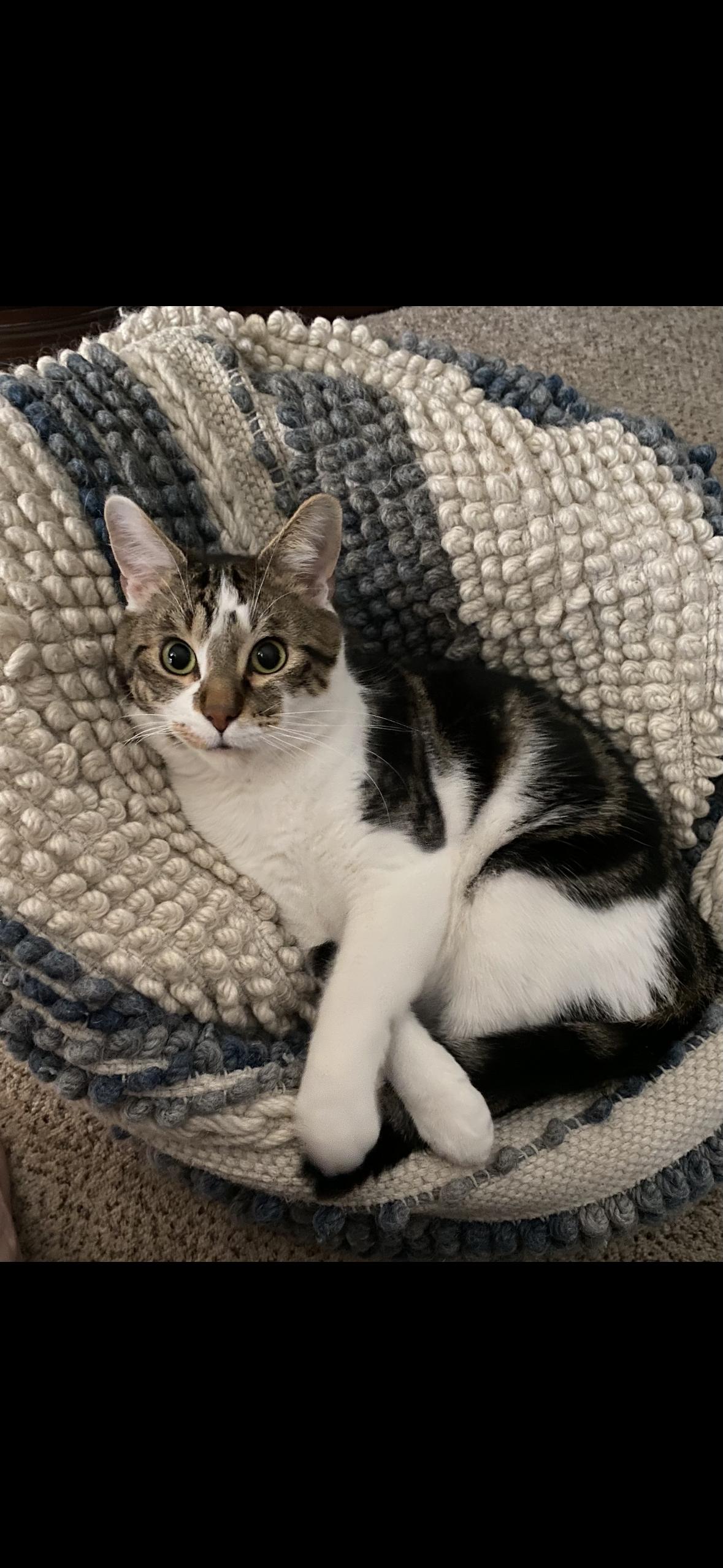 Buddy, ADOPTABLE, Adult Male Domestic Short Hair.