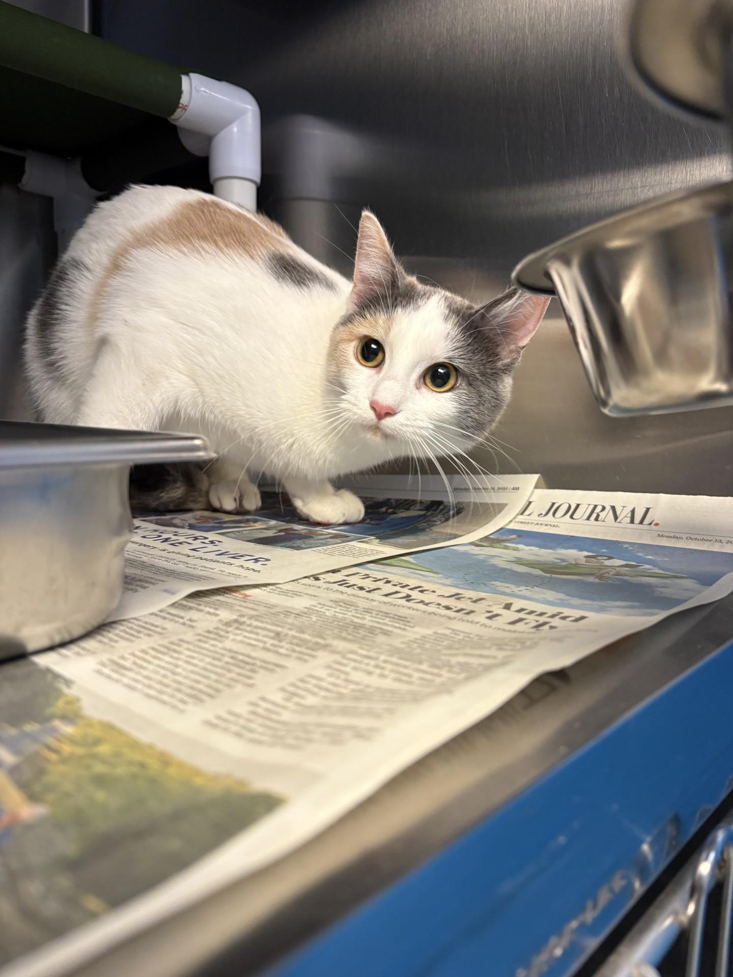 26-0157 "Smores, ADOPTABLE, Young Female Domestic Short Hair.