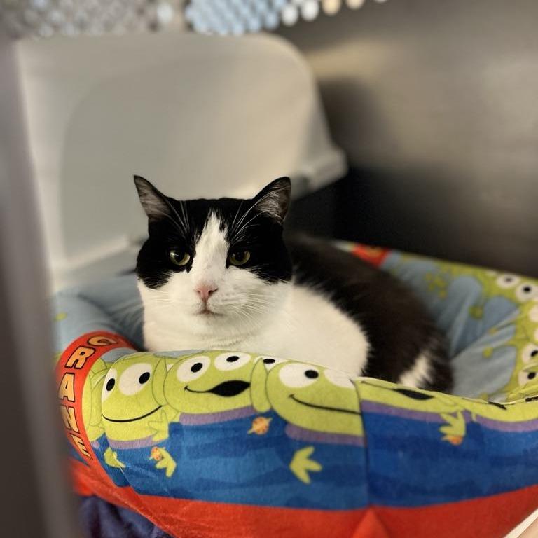 Enlarge Rosalee, a Adoptable Domestic Short Hair in Portage, MI image 1/2