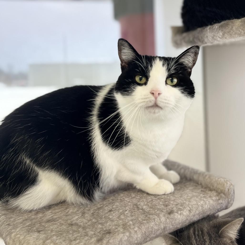 Enlarge Rosalee, a Adoptable Domestic Short Hair in Portage, MI image 2/2