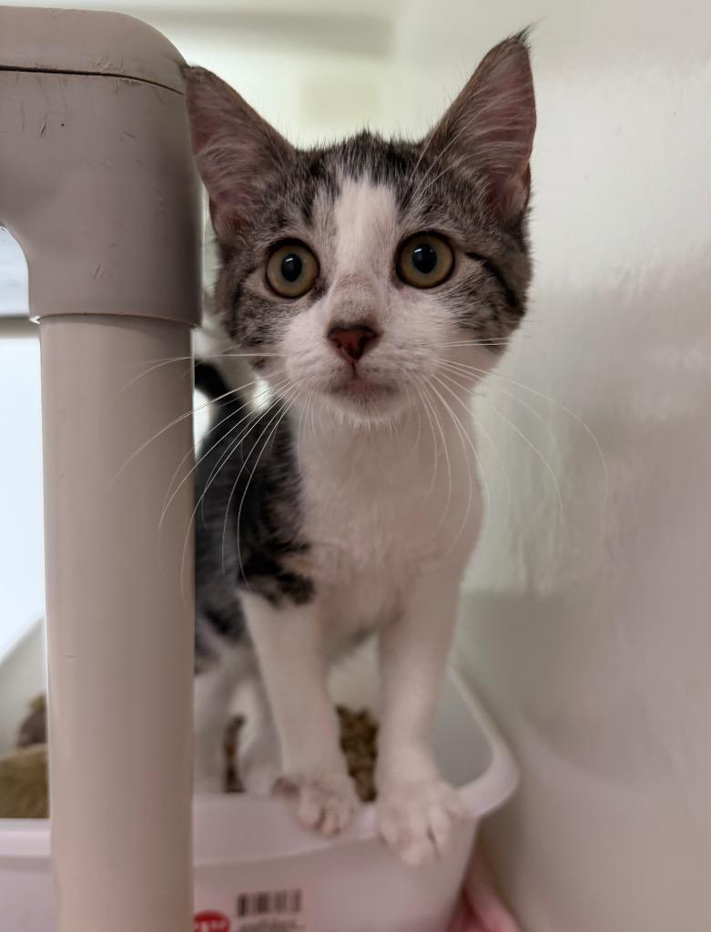 Fire, Adoptable, Kitten Female Domestic Short Hair.