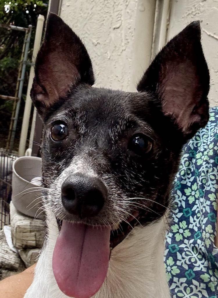Squirt, a Adoptable Rat Terrier in Miami, FL image 2/2