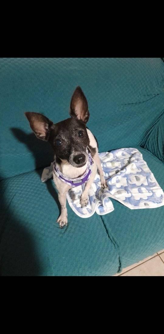Squirt, Adoptable, Adult Male Rat Terrier.
