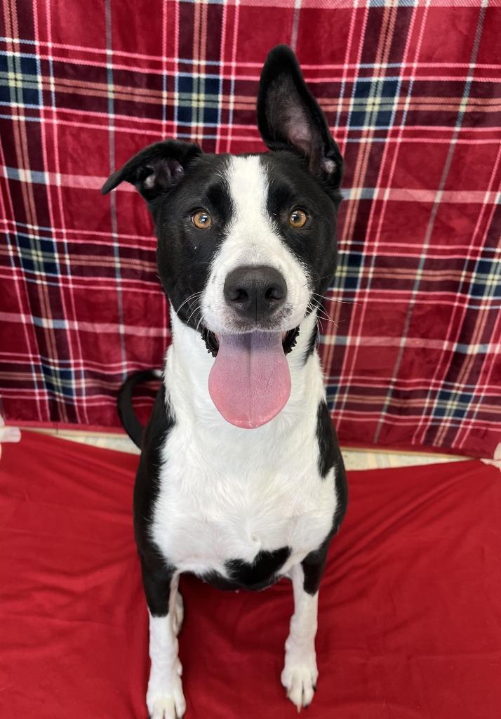 Enlarge Payton, an adopted mixed breed in Benld, IL image 1/1