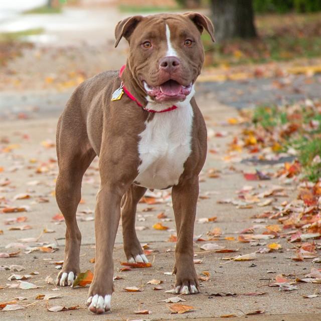 Enlarge SADIE, a Adoptable mixed breed in Saint Louis, MO image 1/1