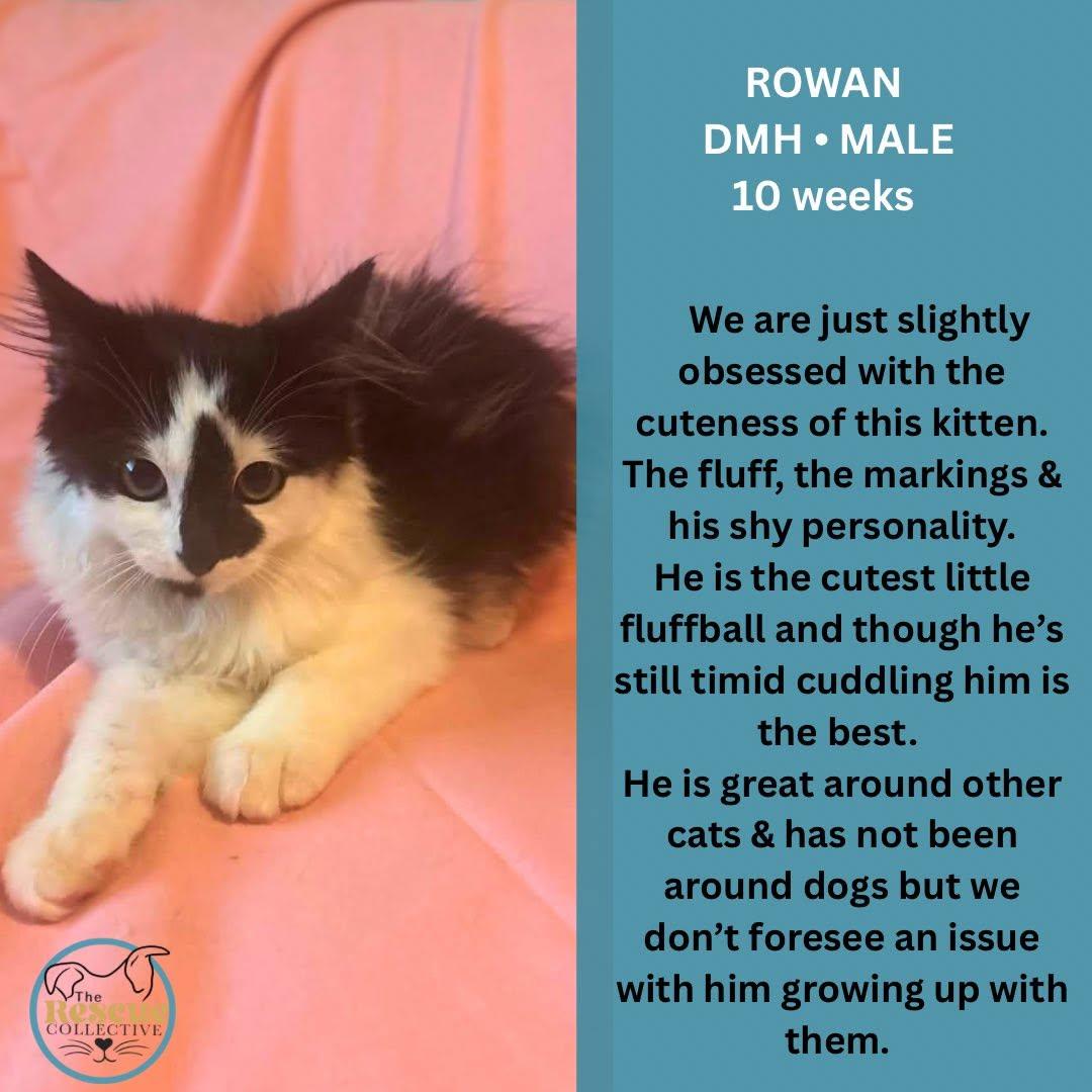 Enlarge Rowan, a ADOPTABLE Domestic Medium Hair in Clive, AB image 1/1