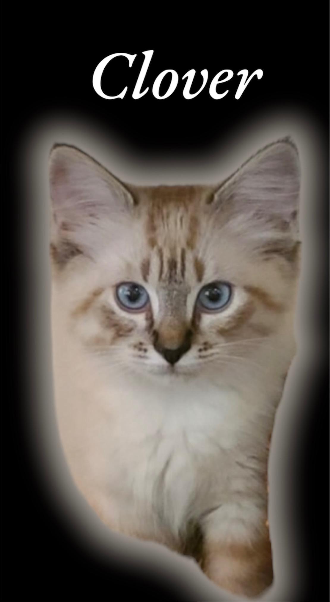 Clover Domestic Long Hair Cat