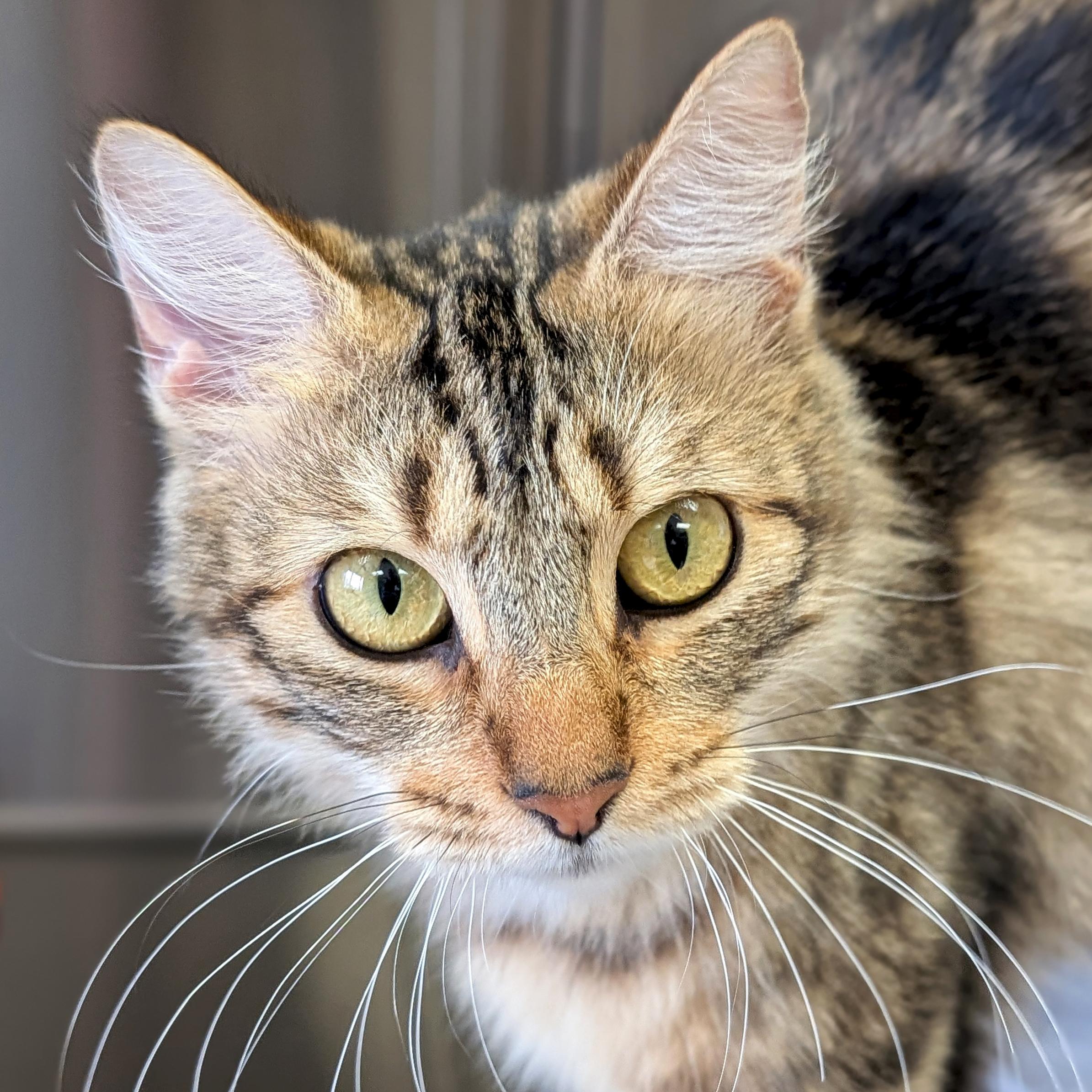 Enlarge Fairy Godmother - Reduced Fee!, a ADOPTABLE Domestic Medium Hair in Jefferson, WI image 1/2