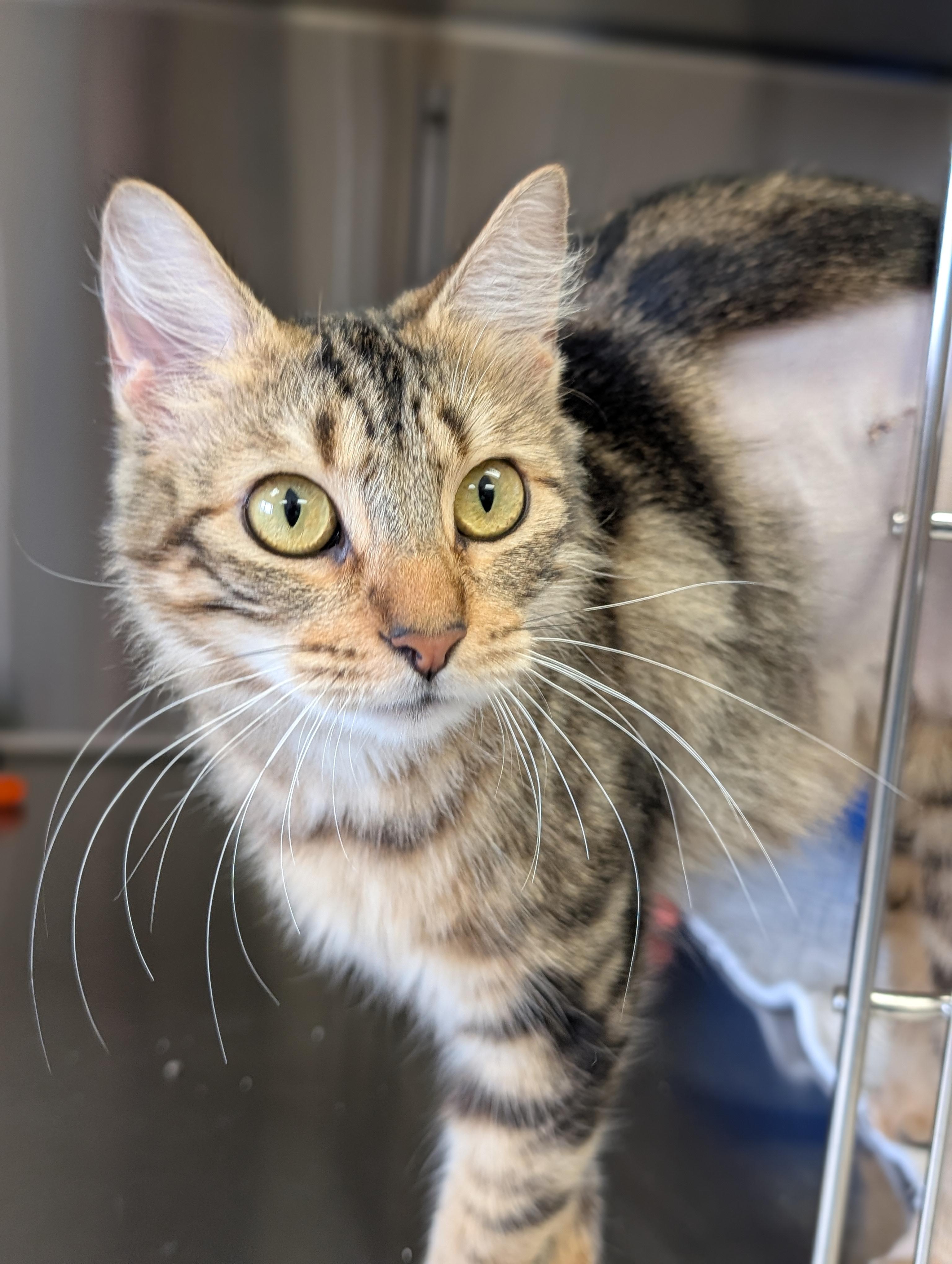 Enlarge Fairy Godmother - Reduced Fee!, a ADOPTABLE Domestic Medium Hair in Jefferson, WI image 2/2