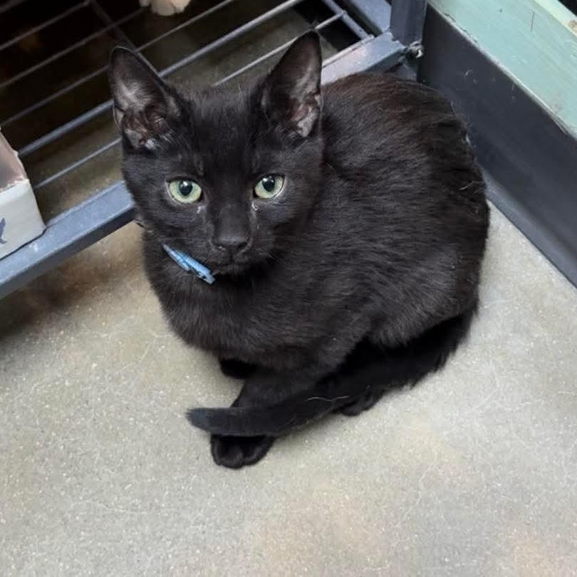 Milo, adopted, Kitten Male Domestic Short Hair.