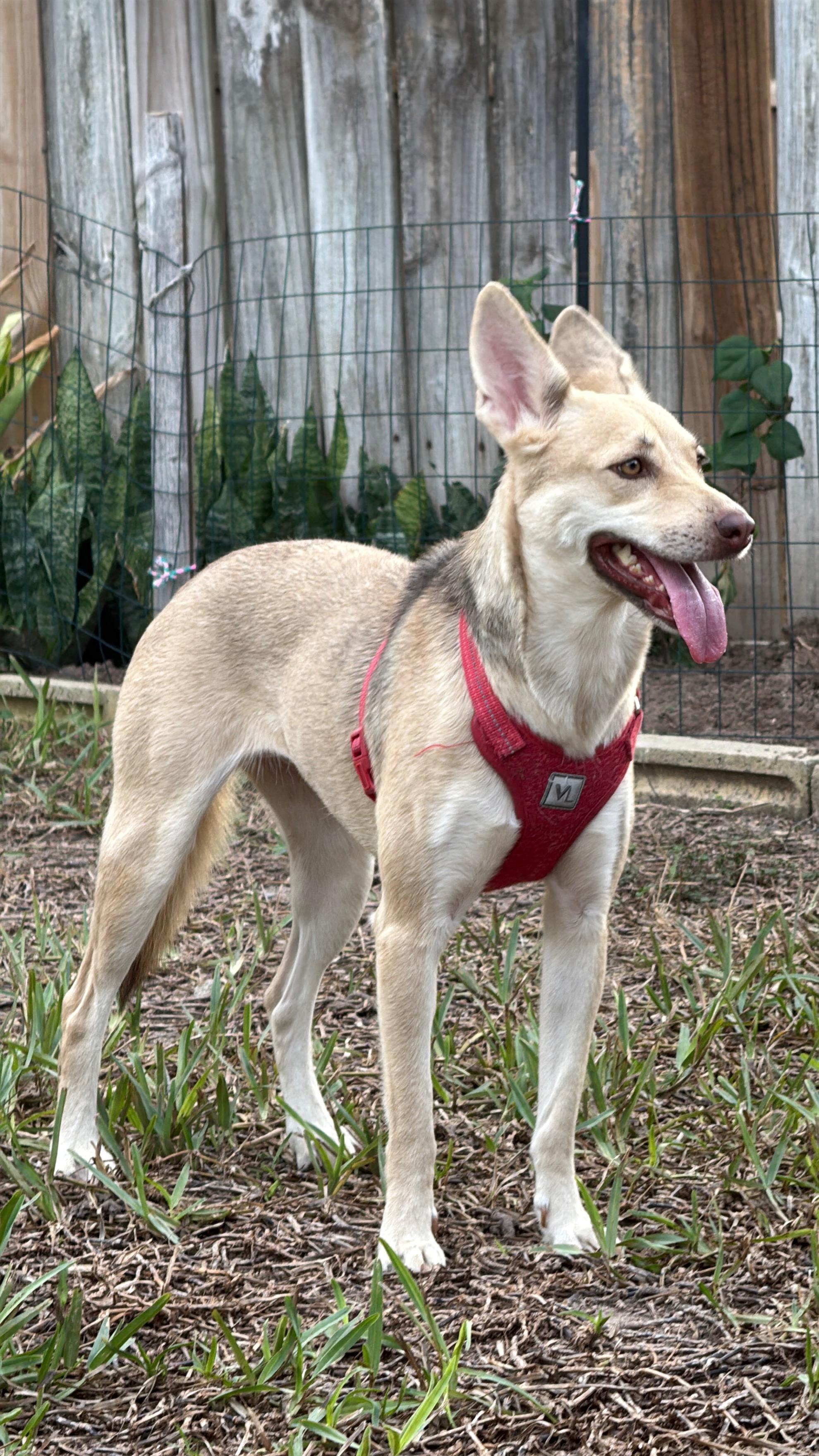 Enlarge Hunny, a Adoptable mixed breed in Eau Claire, WI image 3/3